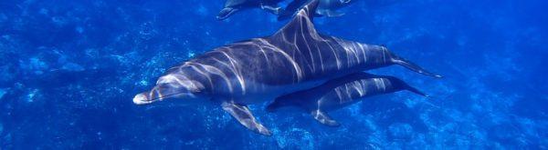 Delfins-ryhmächat seksuaalisuudesta-img